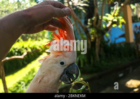 Homme main touchant beau spécimen de coockatoo. Cute Cacatua moluccensis debout sur une branche d'un bois et de ses plumes. Saumon à crête C Banque D'Images