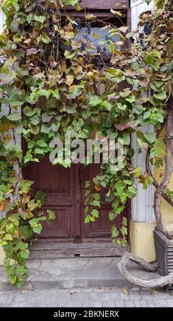 Porche de bâtiment abandonné, surcultivé avec de la vigne et des feuilles vertes fraîches avec des bonches de raisin mûres suspendues. Ancienne porte en bois marron et escalier en pierre Banque D'Images