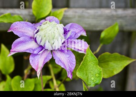 clematis diamantina 'Evipo039' Banque D'Images