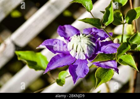 clematis diamantina 'Evipo039' Banque D'Images