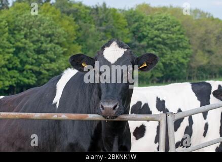 Holstein bétail de la Frise Banque D'Images