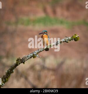 kingfisher, femelle [ Alcedo atthis ] sur la branche incrustée de mousse et de lichen Banque D'Images