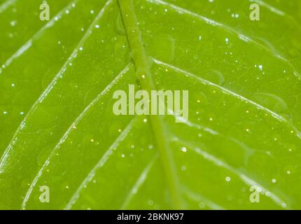 Une feuille (feuilles plurales) est un organe aplati dorsiventralement d'une plante vasculaire et est le principal appendice latéral de la tige Banque D'Images