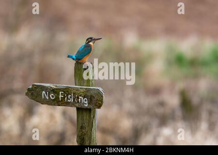 kingfisher, femelle [ Alcedo atthis ] sur aucun panneau de pêche Banque D'Images