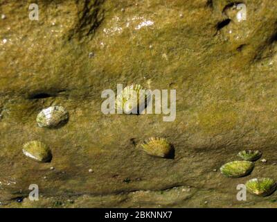 Limpet méditerranéen ou limpet méditerranéen à la coque (patella caerulea) Banque D'Images