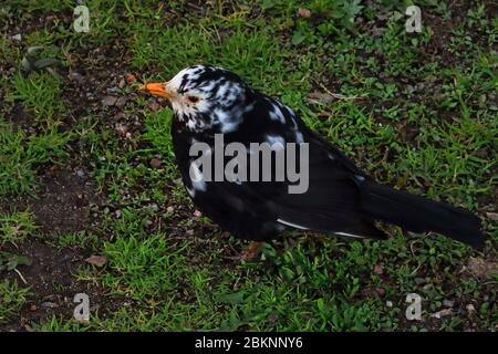 Leucitic Turdus merula, oiseau-noir eurasien ou oiseau-noir commun, mâle, avec principalement des plumes blanches sur la tête. Recherche de nourriture. Helsinki Finlande. Mai 2020. Banque D'Images