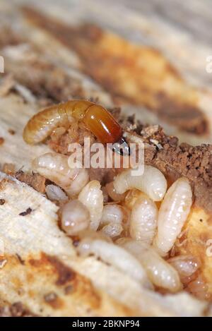 Yellownecked-sec termite Kalotermes flavicollis (bois), un ravageur important dans les pays méditerranéens Banque D'Images