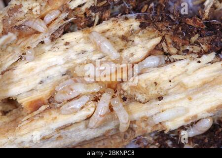 Travailleurs de termite à bois sec à Yellownecked (Kalotermes flavicollis), un organisme nuisible grave dans les pays méditerranéens Banque D'Images