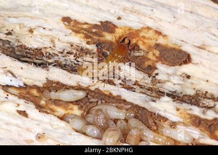 Yellownecked-sec termite Kalotermes flavicollis (bois), un ravageur important dans les pays méditerranéens Banque D'Images