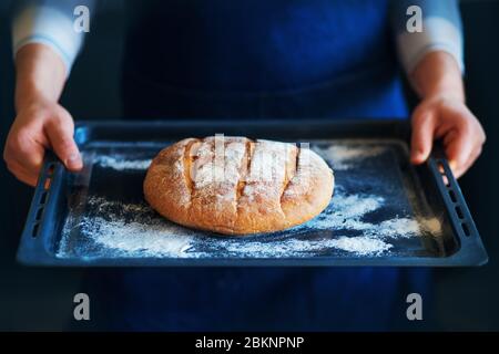 Un homme dans un tablier bleu tient un plateau de cuisson foncé, coloré avec de la farine, avec un pain rond fait maison à partir de farine de blé. Cuisine maison. Banque D'Images