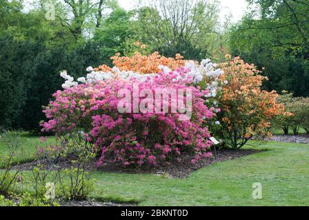 Rose Rhododendron Rhododendrons Dell Flower couleur fleurs Bloom coloré Blooming aux jardins botaniques royaux Kew Gardens, Richmond, Londres Banque D'Images