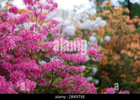 Rose Rhododendron Rhododendrons Dell Flower couleur fleurs Bloom coloré Blooming aux jardins botaniques royaux Kew Gardens, Richmond, Londres Banque D'Images