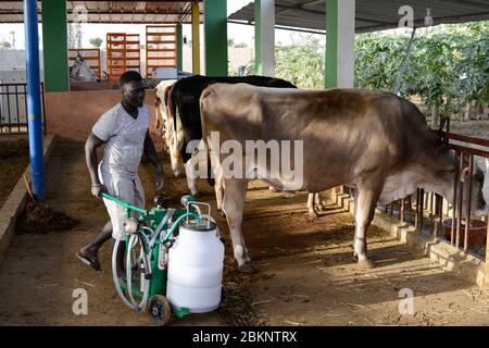 SÉNÉGAL, Thies, village Koudiadiene, petite ferme laitière avec machine à traire pour les vaches Banque D'Images