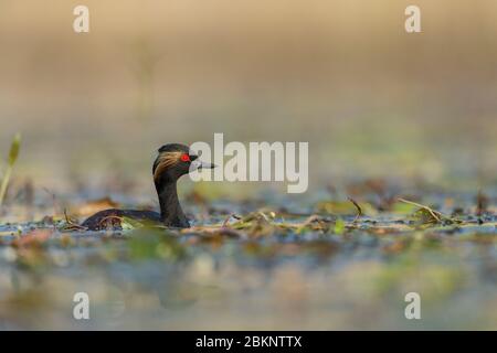 Un Grebe à col noir (Podiceps nigricollis) dans un plumage de reproduction complet Banque D'Images