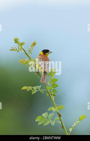 Un lapin à tête noire (Emberiza melanocephala) Banque D'Images