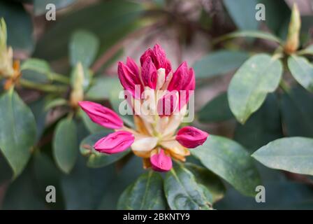 Rose Rhododendron Rhododendrons Dell Flower couleur fleurs Bloom coloré Blooming aux jardins botaniques royaux Kew Gardens, Richmond, Londres Banque D'Images