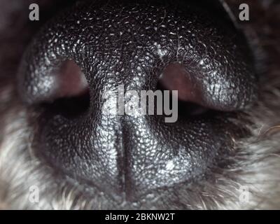 Gros plan macro de nez de chien gris Banque D'Images