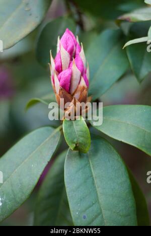 Rose Rhododendron Rhododendrons Dell Flower couleur fleurs Bloom coloré Blooming aux jardins botaniques royaux Kew Gardens, Richmond, Londres Banque D'Images