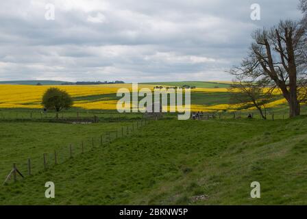 Champs de colza jaune Paysage des collines Vert à Avebury, Marlborough, Wiltshire Banque D'Images