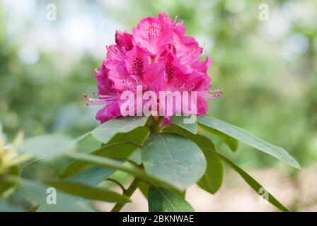 Rose Rhododendron Rhododendrons Dell Flower couleur fleurs Bloom coloré Blooming aux jardins botaniques royaux Kew Gardens, Richmond, Londres Banque D'Images