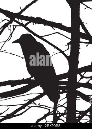 silhouette de corbeau sur arbre isolé sur fond blanc Illustration de Vecteur