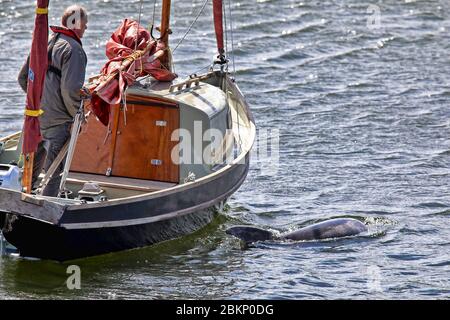 IJmuiden, pays-Bas. 05e mai 2020. IJMUIDEN, 05-05-2020, Drukte op strand dolfijn IJmuiden, Haven IJmuiden, dolfijn kijkers. Plage surpeuplée, observateurs de dauphins, Port IJmuiden, crédit: Pro Shots/Alamy Live News Banque D'Images