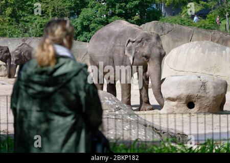 Cologne, Allemagne. 05e mai 2020. Un visiteur regarde un éléphant dans le zoo. À partir de cette semaine, les jardins zoologiques et les parcs animaux ainsi que les jardins botaniques, les jardins et les parcs paysagistes de la Rhénanie-du-Nord-Westphalie peuvent rouvrir. Credit: Henning Kaiser/dpa/Alay Live News Banque D'Images