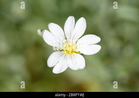 Les fleurs blanches en forme d'étoile d'une neige en été (Cerastium tomentosum) Banque D'Images