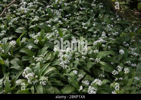 Ramsons ou ail sauvage (Allium ursinum) poussant dans une forêt anglaise au printemps Banque D'Images