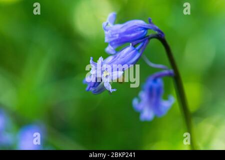 Les fleurs d'un bluebell anglais (jacinthoides non-scripta) Banque D'Images