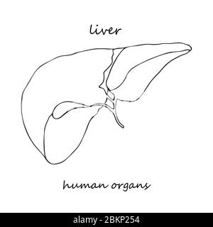 Foie. Icône réaliste dessinée à la main des organes internes humains. Art. Ligne style d'esquisse. Concept de conception pour vos projets médicaux post-réhabilitation virale Illustration de Vecteur