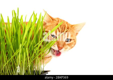 Ginger tabby chat mangeant de l'herbe de chat isolée sur un fond blanc Banque D'Images