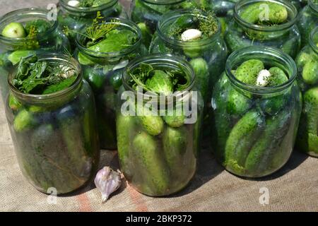 Concombres. Plats faits maison. Naturel. Village. Des blancs pour l'hiver Banque D'Images