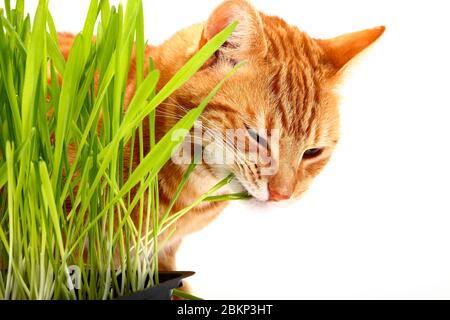 Ginger tabby chat mangeant de l'herbe de chat isolée sur un fond blanc Banque D'Images
