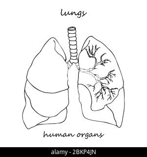 Poumons. Icône réaliste dessinée à la main des organes internes humains. Art. Ligne style d'esquisse. Concept de conception pour vos projets médicaux post-réhabilitation virale Illustration de Vecteur