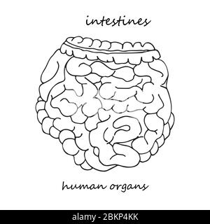 Intestins. Icône réaliste dessinée à la main des organes internes humains. Art. Ligne style d'esquisse. Concept de conception pour vos projets médicaux post-viral Illustration de Vecteur