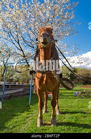 Cheval châtaignier portant harnais se tient sur l'herbe verte sous un arbre en fleurs au printemps. Banque D'Images
