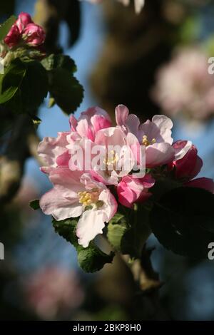 Gros plan de fleurs roses et rouges et de feuilles vertes sur une petite branche d'un arbre de pomme de Bramley, malus domestica, dans un jardin en plein soleil, le printemps. Banque D'Images