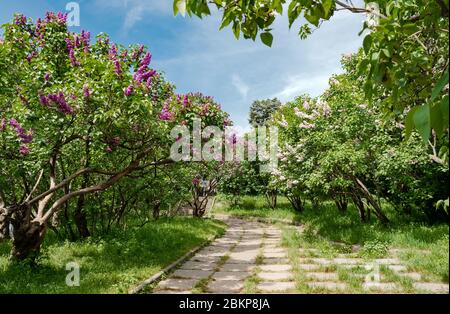 sentier parmi les buissons fleuris de lilas, heureux dans l'après-midi Banque D'Images