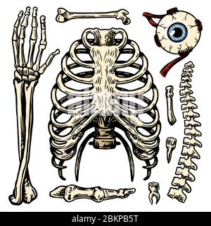 Cage thoracique, bras et œil et colonne vertébrale, ensemble Anatomie des os humains. Corps et thorax et bassin, membres et Fémur. Illustration de biologie gravée à la main Illustration de Vecteur