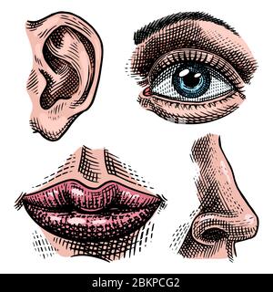 Illustration de l'anatomie des organes. Faites face à un baiser ou à des lèvres et à des oreilles, à des yeux ou à des yeux, regardez avec le nez. Biologie humaine dans un style vintage. Gravé à la main Illustration de Vecteur