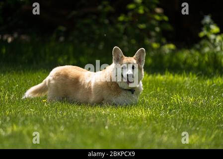 Chien Corgi Banque D'Images