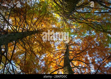 Vue de fond de grands arbres anciens dans la forêt au début de l'automne. Banque D'Images