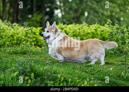 Chien Corgi Banque D'Images