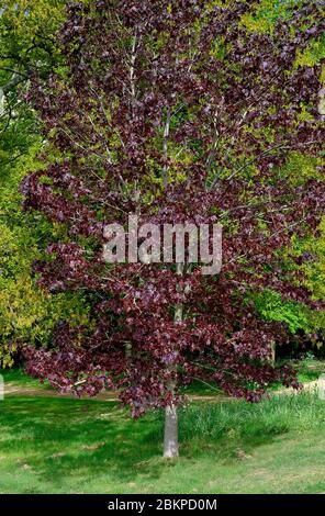 érable de norvège, arbre rouge à feuilles rouges, rouge cramoisi, norfolk, angleterre Banque D'Images