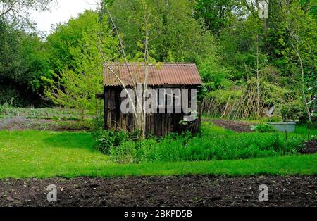 ancien hangar aux intempéries dans le jardin de l'allotissement, norfolk, angleterre Banque D'Images