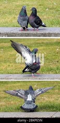 Berlin, Allemagne. 05e mai 2020. Deux pigeons de la ville chuchotent dans le quartier déserté de Lustgarten dans le quartier de Mitte. Crédit : Wolfgang Kumm/dpa/Alay Live News Banque D'Images