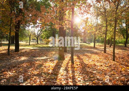 parc de la ville sans personnes en automne, des rayons lumineux du soleil brillent à travers les couronnes des érables Banque D'Images