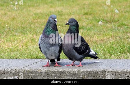 Berlin, Allemagne. 05e mai 2020. Deux pigeons de la ville chuchotent dans le quartier déserté de Lustgarten dans le quartier de Mitte. Crédit : Wolfgang Kumm/dpa/Alay Live News Banque D'Images