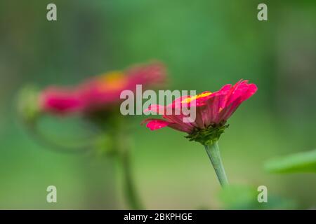 Deux fleurs de Zinnia elegans rouges. Zinnia est un genre de plantes de la tribu des tournesol de la famille des pâquerettes. Ils sont indigènes pour frotter et sécher les prairies. Banque D'Images